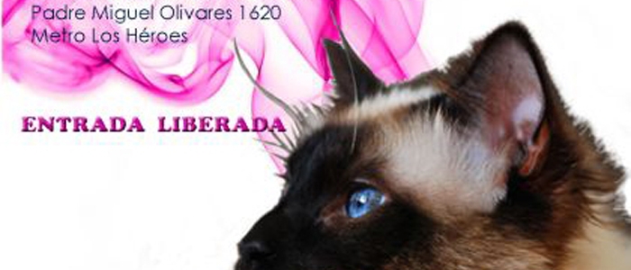 Flyer-XV